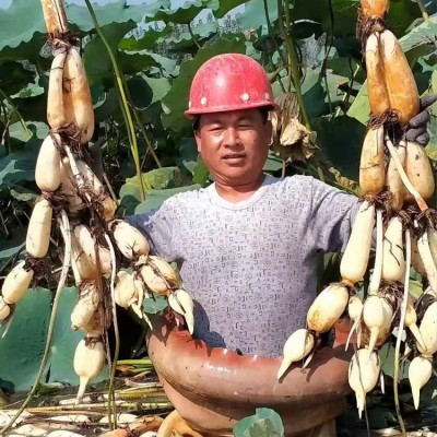 莲藕种植基地 藕种、藕苗、花奇莲、鄂莲6号、新35 浅水藕